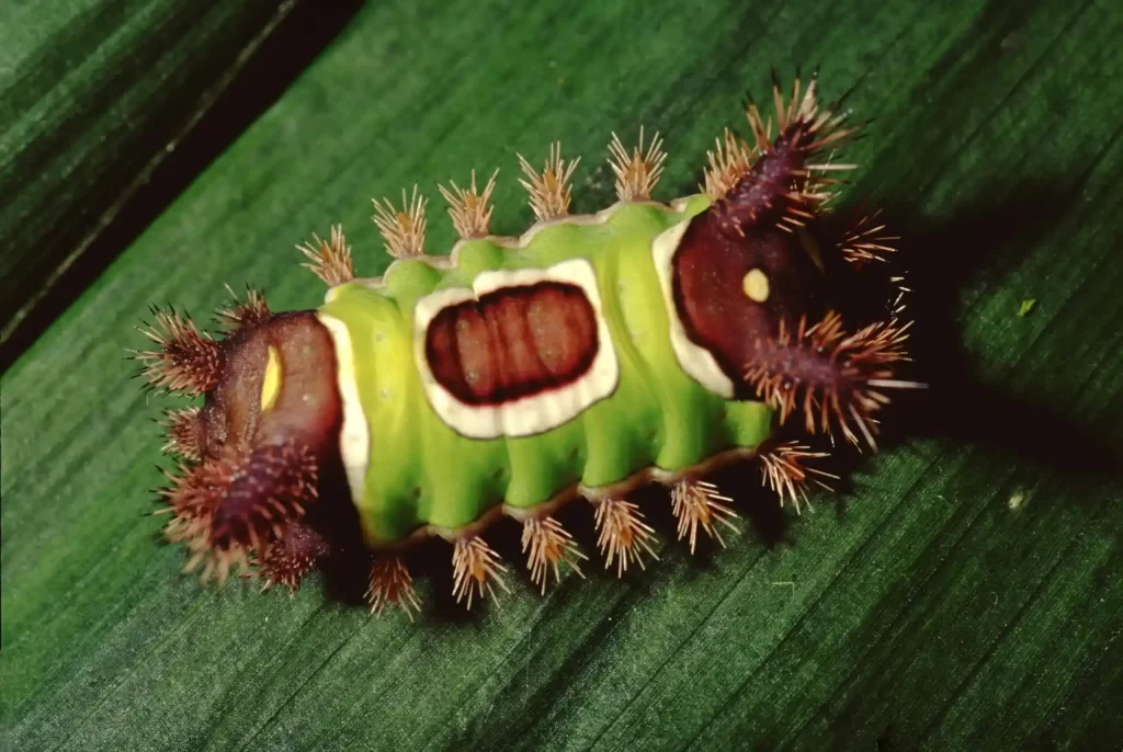 Saddleback Caterpillar 11zon