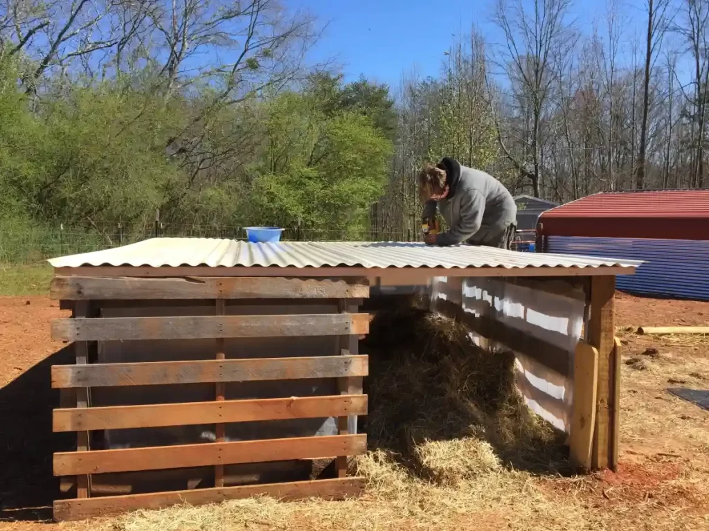 Shelter of kunekune pig 11zon