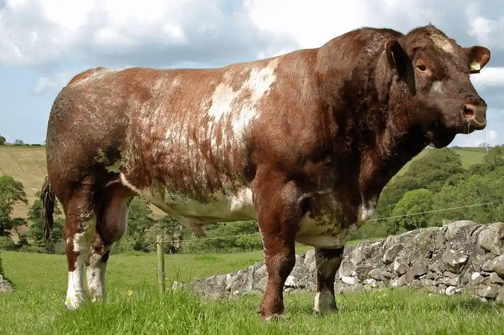 Shorthorn Cattle