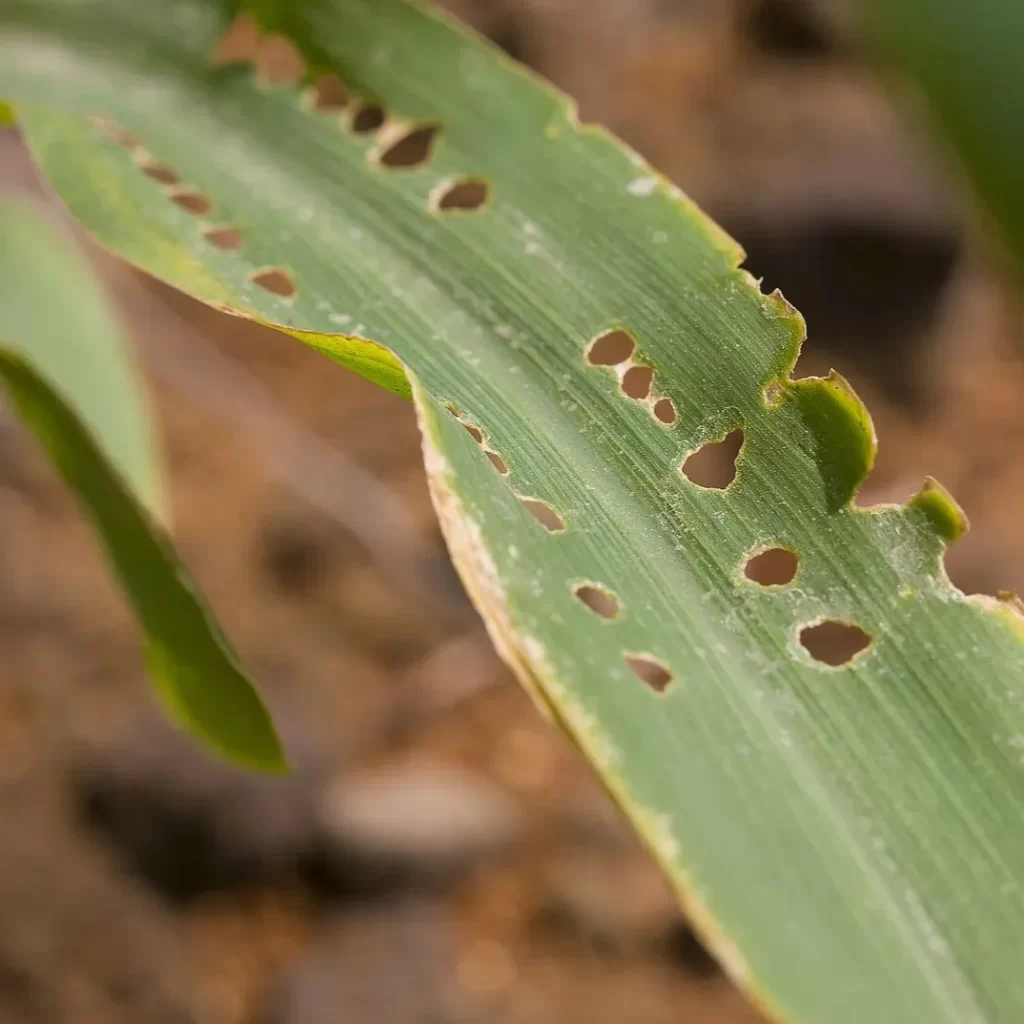 Cotton Leafworm