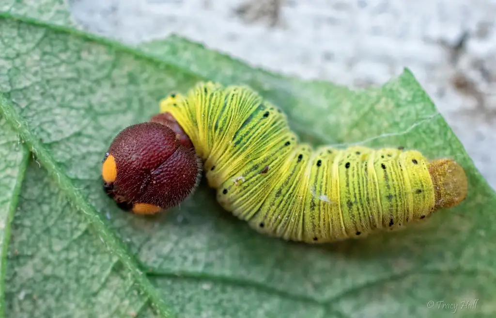 Silver Spotted Skipper Caterpillar 2