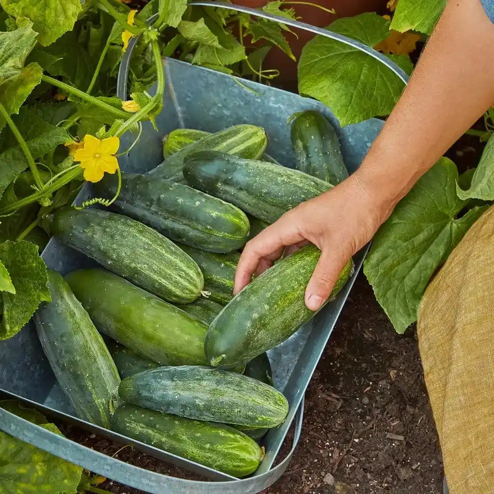 Spacemaster Cucumbers