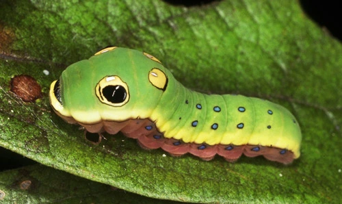 Spicebush Swallowtail Caterpillar