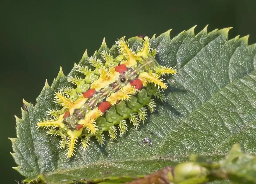 Spiny oak slug caterpillar 11zon