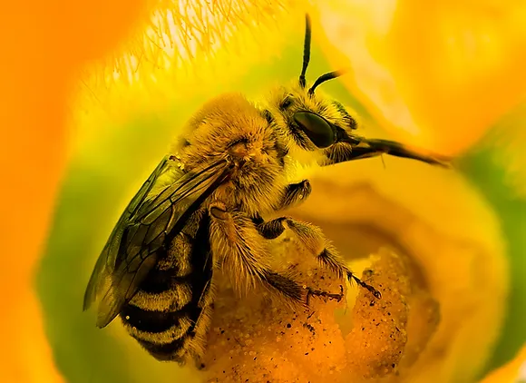 Identify 20 Types of Bees In Your Backyard With Picture