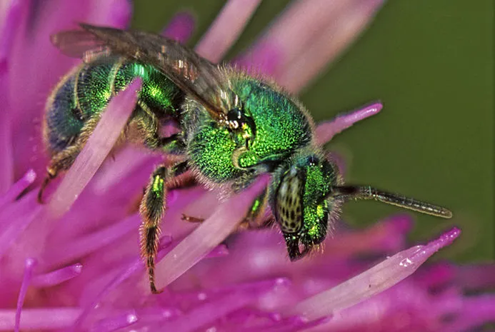 Sweat Bee