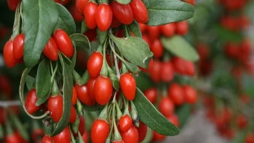 Goji Berry Plant