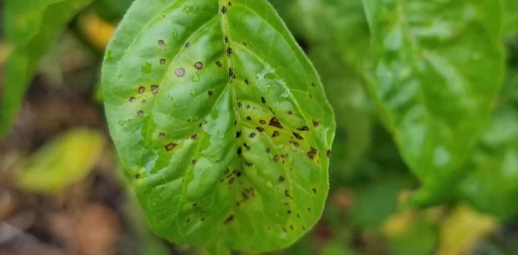 Symptoms of Zinc Deficiency in Plants