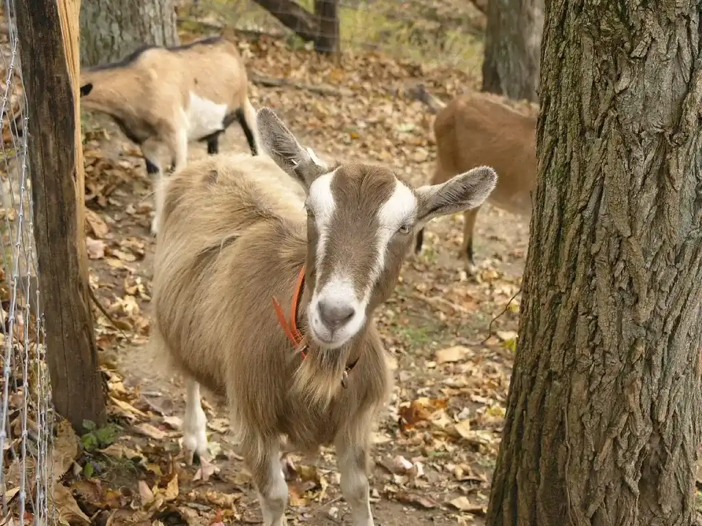 Toggenburg Goat Breeds