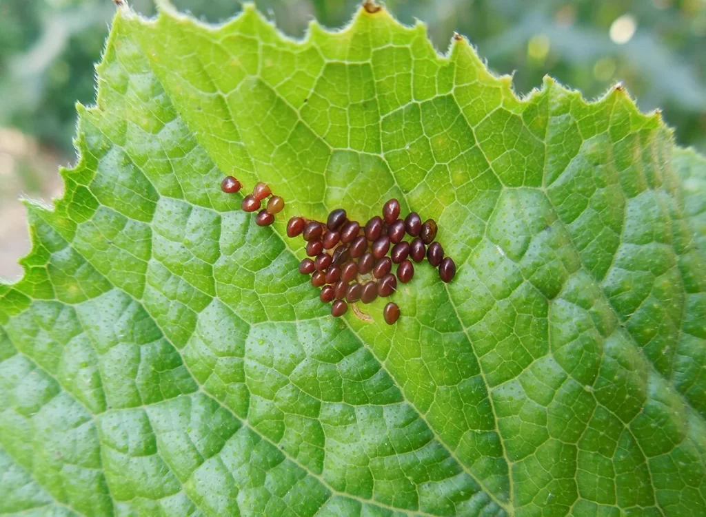 how to get rid of squash bugs