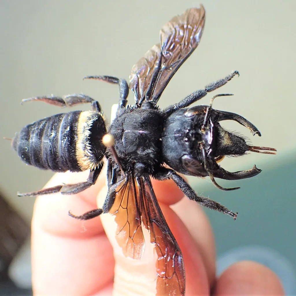 Wallaces Giant Bee