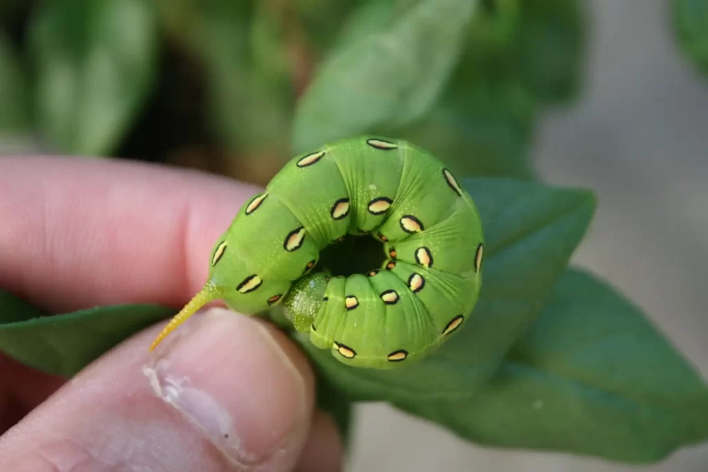 White Lined Sphinx Moth Caterpillar