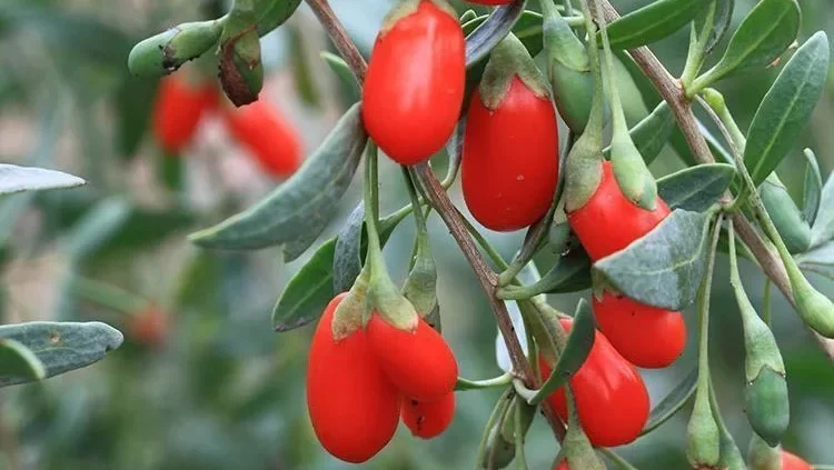 Goji Berry Plant