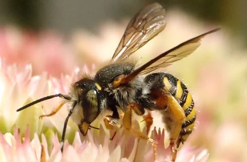 Wool Carder Bee