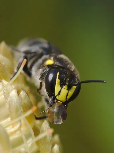 Yellow Faced Bee