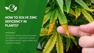 Zinc Deficiency in Plants