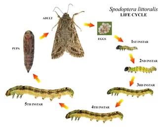 Cotton Leafworm life cycle