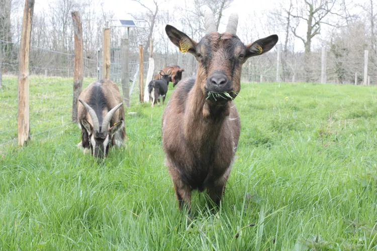 Alpine Goat Breeds