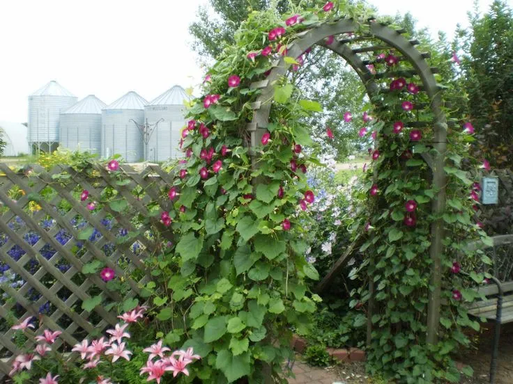 morning glories on trellis