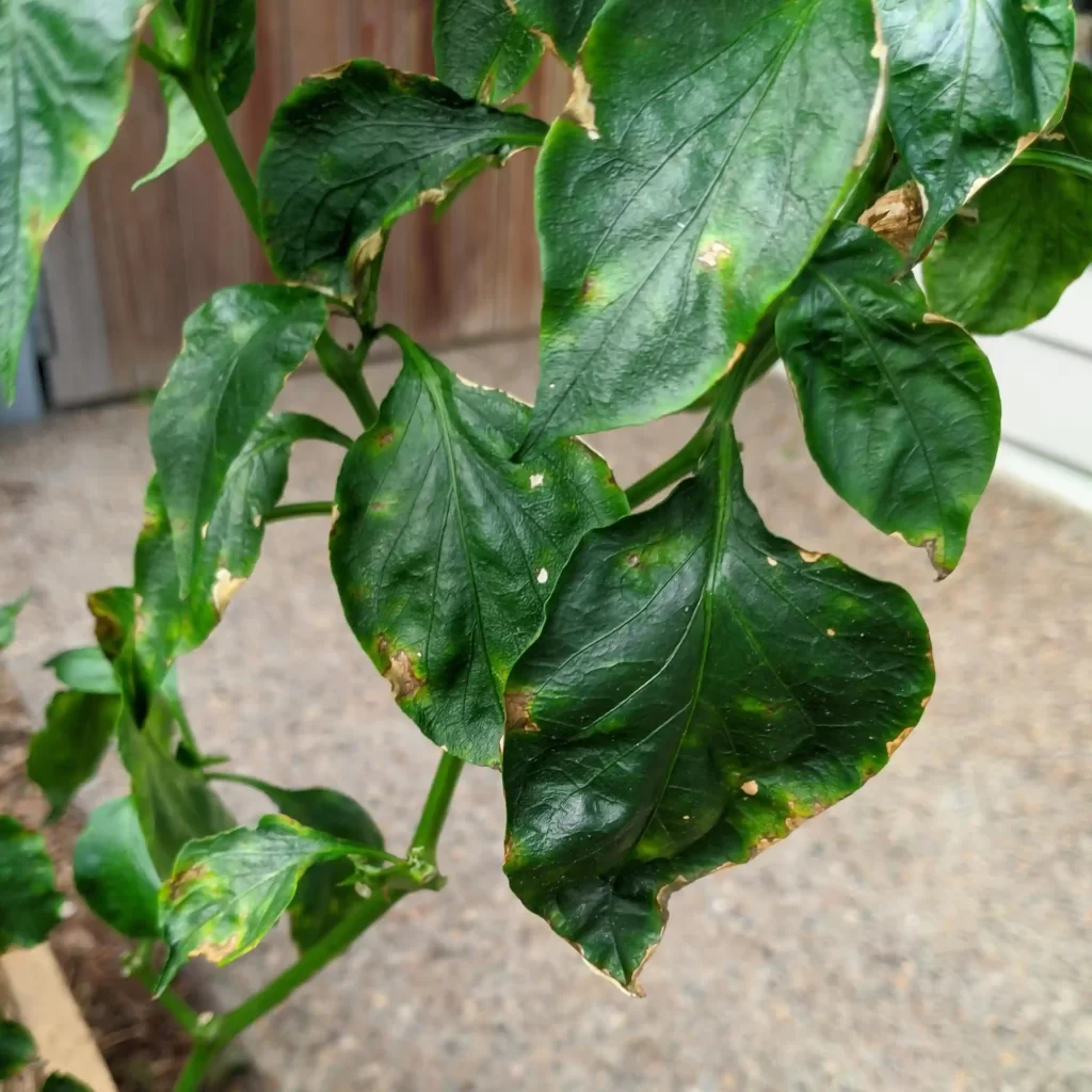 capsicum leaves curling and deformed