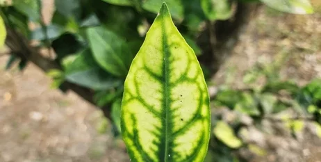 Symptoms of Zinc Deficiency in Plants