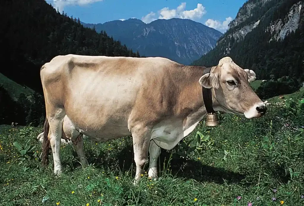 cow Brown Swiss