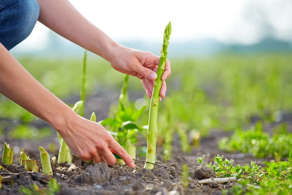 growing asparagus