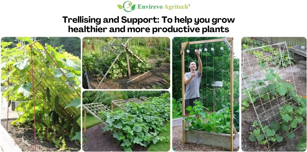 growing cucumbers in texas