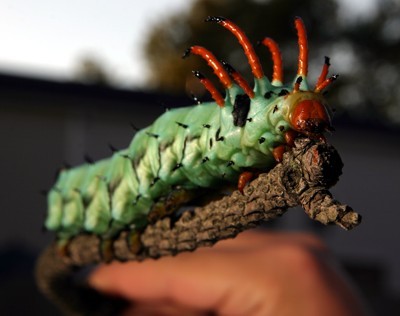 hickory horned devil caterpillar