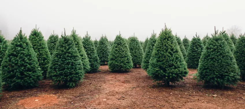 how to start a christmas tree farm