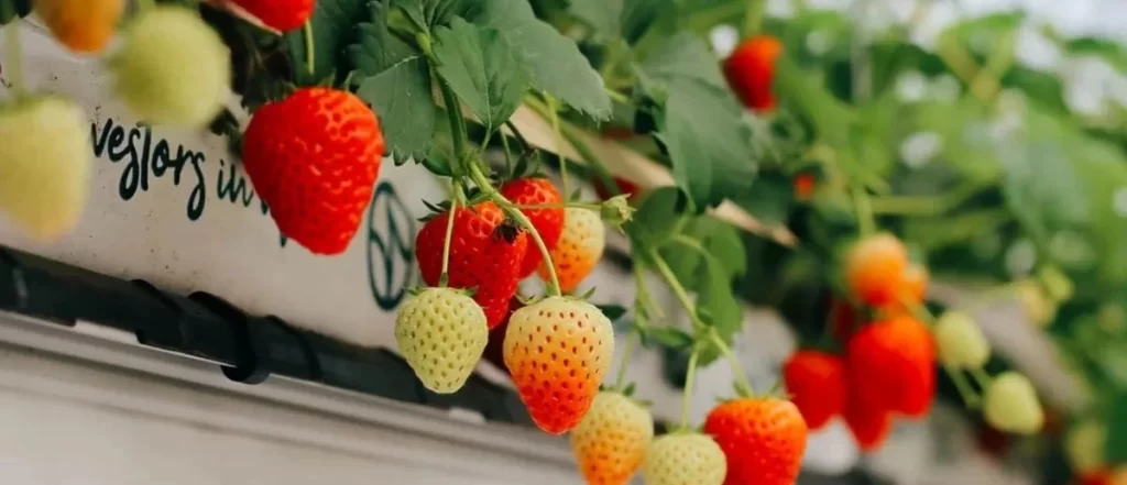 Hydroponic Strawberries