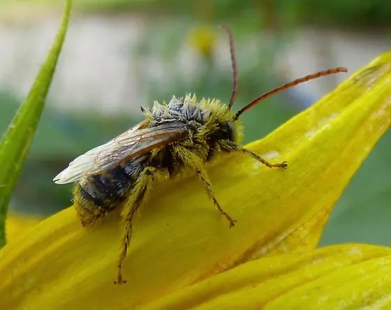 long horned bee