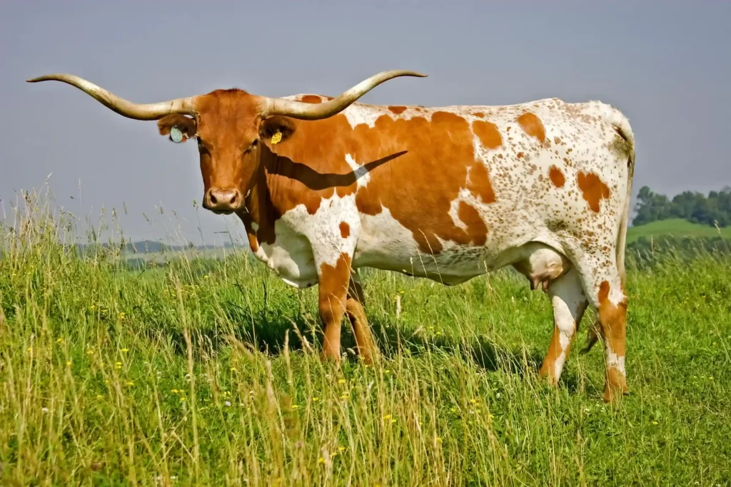 longhorn cattle