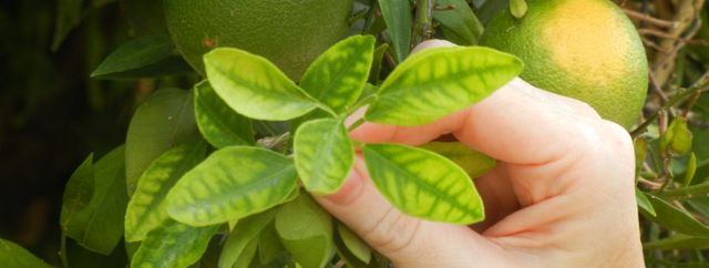 manganese deficiency citrus cropped