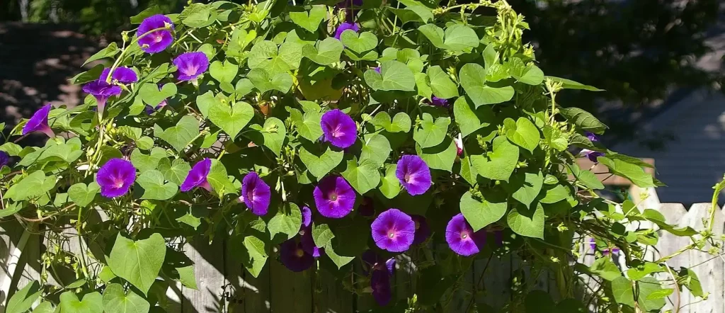 morning glory plant