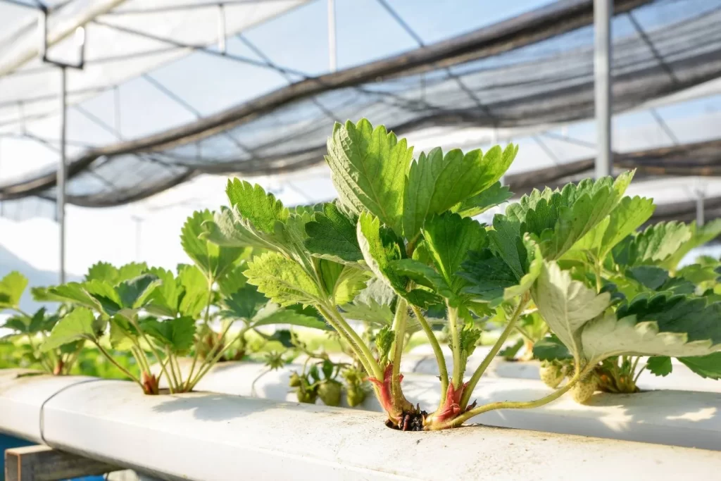 planting hydroponic strawberries