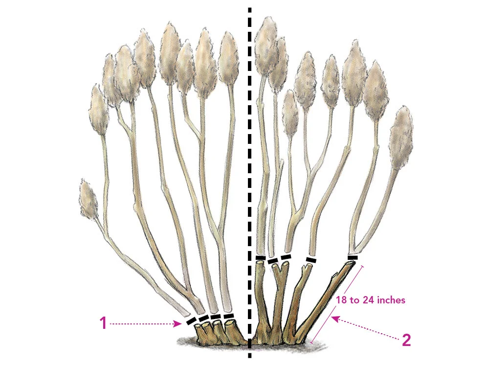 pruning hydrangea 1