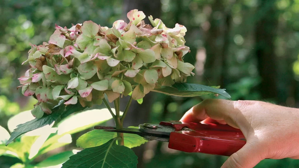 When Is It Too Late To Cut Back Hydrangeas