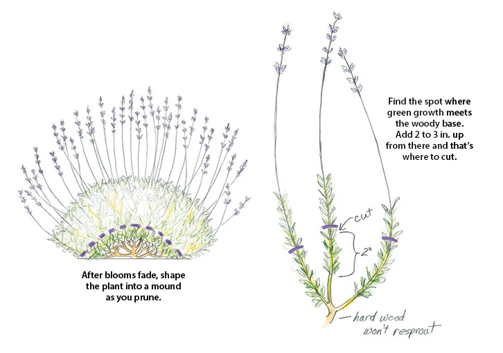 How To Prune Lavender