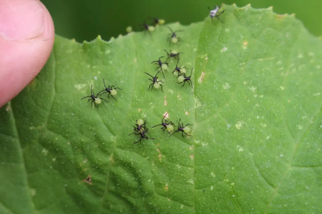 how to get rid of squash bugs