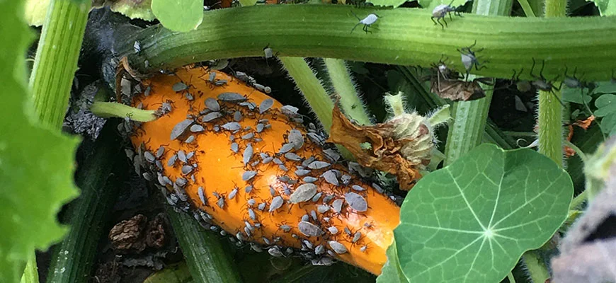 squash bugs in garden