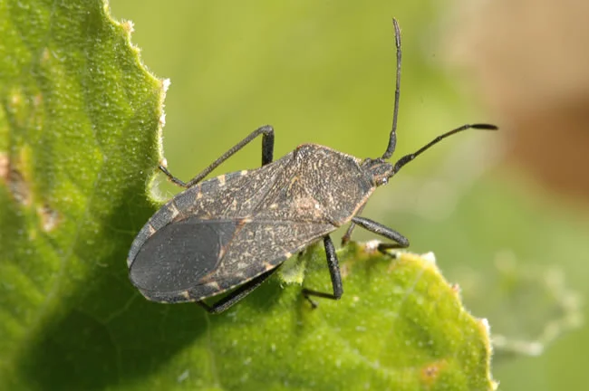 how to get rid of squash bugs