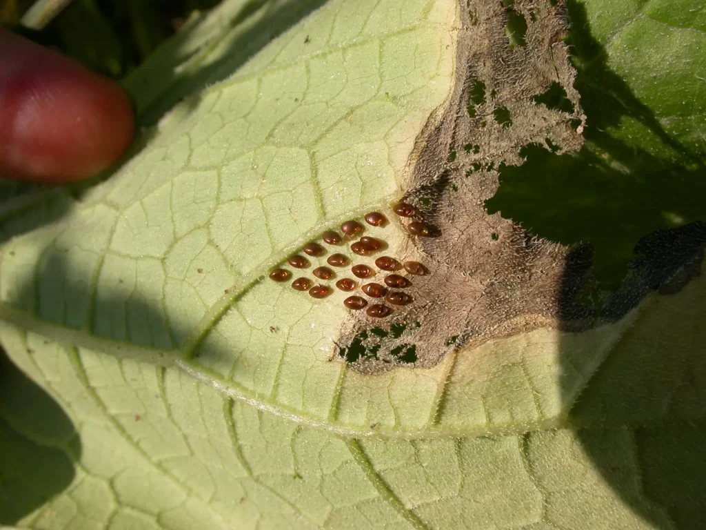 squash bug egg rh