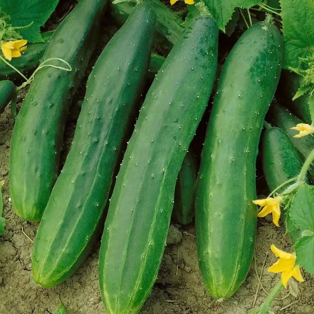 straight eight cucumbers