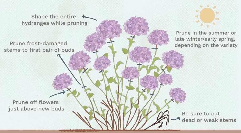 when to prune hydrangeas