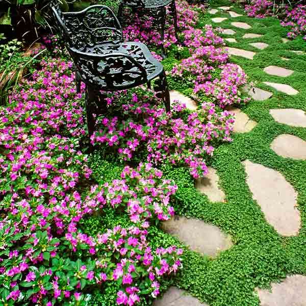 07 ground cover.jpg.optimal