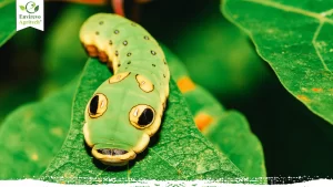 25 Types of Green Caterpillars in Your Garden