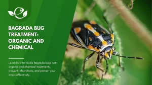 Bagrada bug treatment