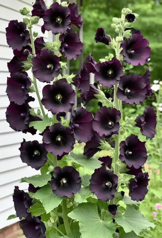 Black Hollyhock