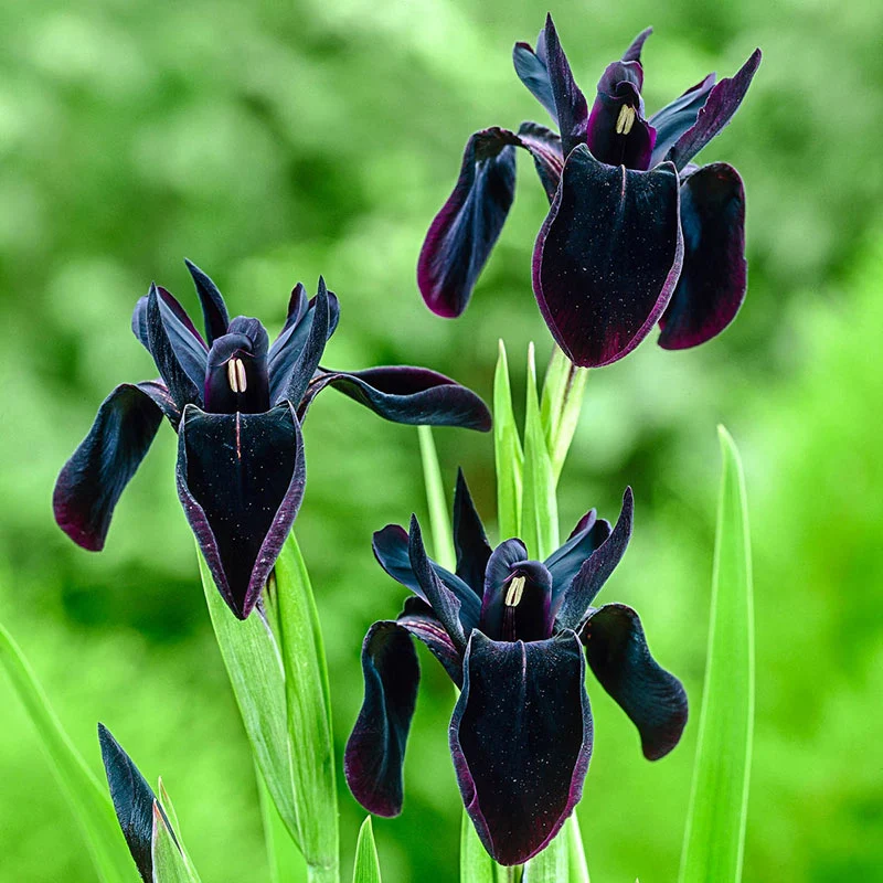 Black Iris